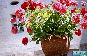 When, how and under what conditions does geranium bloom? We look at the photo of the plant