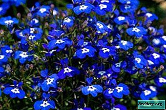 When is the best time to plant lobelia for seedlings? Planting Instructions and Care Rules