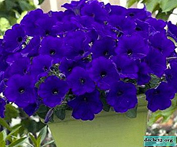 When to plant petunias, how to choose the soil and what care does the plant require?