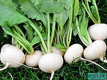 When to plant radish seeds in open ground, greenhouse and at home? How to care?