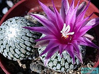 Pichľavý izbová rastlina - turbinikarpus. Opis kaktusu, jeho druhy a odrody, tipy na starostlivosť