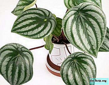 Indoor flower Peperomia (Peperomia): description with photos, growing at home and the benefits