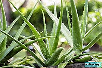 Agave room healer - recipes with aloe tree, especially its growing