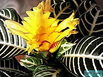 Afelander plante d'intérieur saillie: description, soin, reproduction et maladie de la fleur