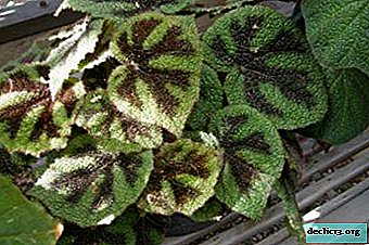Mason begonia houseplant: todo sobre las características de la apariencia y el cuidado adecuado