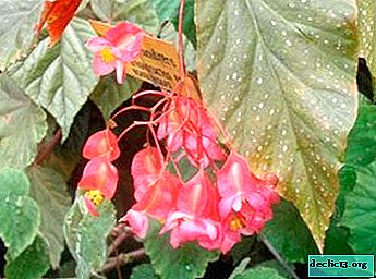 コラリーナベゴニア 屋内植物 外観 植栽とケア 花の繁殖 病気や害虫の説明 ホーム植物