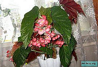 Indoor plant Coral begonia: care and maintenance features