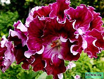 Rožna rastlina Royal Pelargonium: nasveti za gojenje doma in cvetna fotografija
