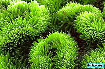 Compact plant - sedum bent: features of growing and caring for a flower