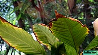 Bruine vlekken op bladeren van spathiphyllum: waarom zijn ze verschenen en hoe een bloem te genezen?