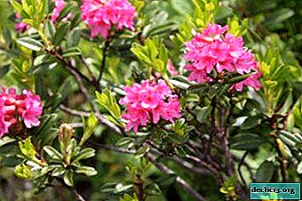 ราชาแห่งสวน Rhododendron Evergreen