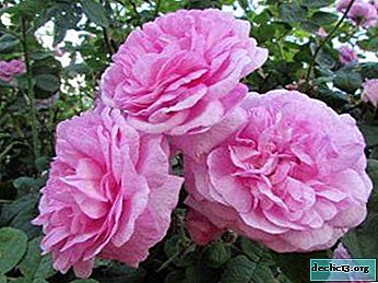 Reine des fleurs - thé rose Description et photos des variétés, les nuances de la culture à la maison