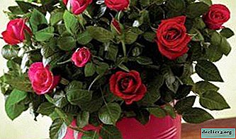 Rosa de interior de la reina de las flores: descripción, variedades, cultivo y cuidado