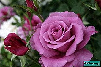 Reina del Jardín - la única rosa "Charles de Gaulle"