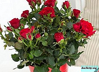Royal conditions for a room rose: how to transplant a plant and provide it with decent care?