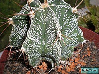 Capricorn, kepala ubur-ubur, ornatum, dan jenis astrofitum lainnya. Aturan Perawatan Bintang Cactus