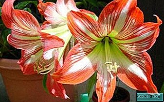 A handsome man from Africa or amaryllis: planting a plant and caring for it at home