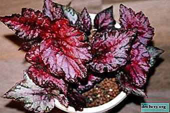 Bezonia sisolistina is an ideal houseplant for a beginner grower