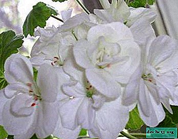 Vacker vit pelargon: hur man ordentligt tar hand om henne för att få underbara blommor?