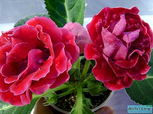 グロキシニア 観葉植物の外観 品種の名前 花の価格 家でこの美しさが必要とするケアの種類の説明と写真 ホーム植物