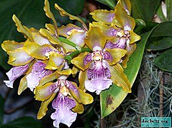 Lepotna orhideja zigopetalum - pravila o podplatu in negi