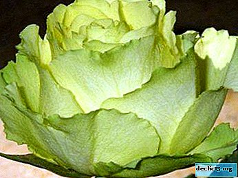 Schönheits-Rosen-Schwebe. Beschreibung der Blume und ihres Fotos, Merkmale der Pflege und des Wachstums