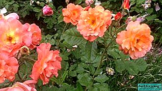 Beauty rose Westerland: description et photo de la variété, utilisation dans l'aménagement paysager, les soins et autres nuances