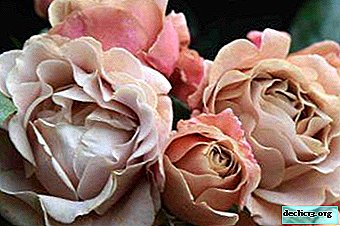 Beauties the color of coffee with milk. All about growing Coco Loko roses - Garden plants