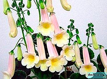 Beautiful smithianta: description and photo of species. Nuances of plant care