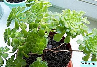 En güzel kapalı centenarium eonium: bitkinin tanımı, türleri ve bakımı