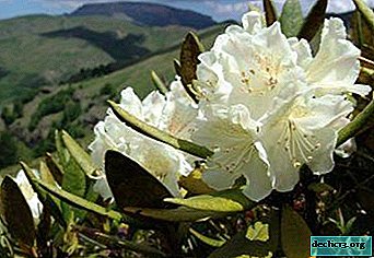 Hermoso y útil rododendro caucásico - descripción, foto, características de cuidado