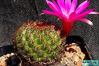 Čudovit miniaturni kaktus - sulcorebucija. Opis, vrste in ocene, nega doma in na prostem