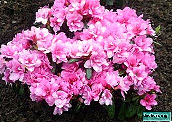 Gražūs rododendrų rožių žibintai: įdomi ir svarbi informacija apie šį lapuočių krūmą