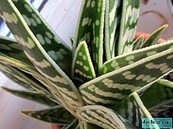 The beauty and benefits of striped aloe: how to make friends with this plant?