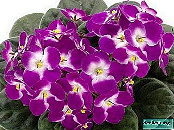 Kecantikan di tingkap: berkembang dan merawat violets di rumah