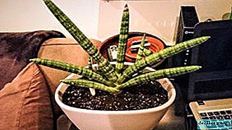 "Cuckoo's tail", or cylindrical sansevieria - description, photo, nuances of home care