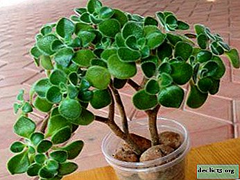 Arbusto em vaso: Eonium Tree