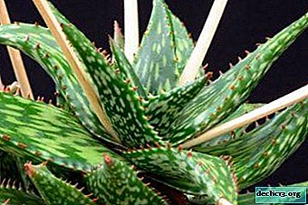 Therapeutic and decorative succulents of the southern hemisphere: species of aloe