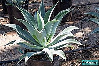 The healing properties of agave. Folk recipes that help with various diseases