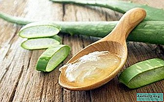 Medicinal properties of the agave: is aloe vera allowed during pregnancy?