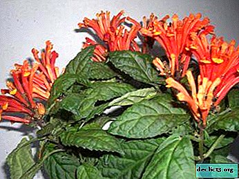 Scutellaria الطبية: الأنواع والصور وزراعة زهرة قيمة