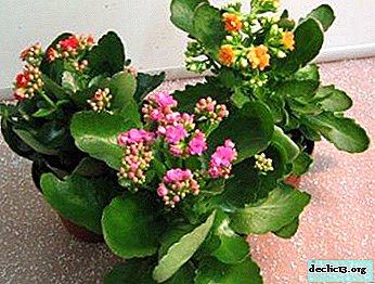 Kalanchoe العلاجية والديكور - رعاية النبات في المنزل