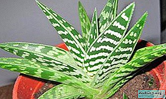 La planta curativa y hermosa para el hogar es el aloe motley. Características de cuidado y crecimiento