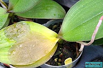Ošetrenie orchidey Phalaenopsis, opis a fotografia chorôb