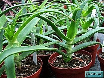 We treat the "home doctor": how to save aloe if rotted roots?