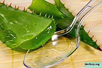 We treat gastritis with a useful natural remedy - aloe. Recipes with detailed instructions