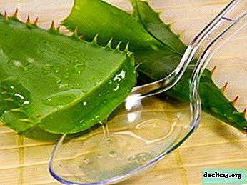 We treat colds with folk remedies: aloe with cough honey