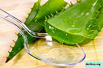 We treat the stomach and intestines with aloe vera - recipes with honey, cahors and other useful substances