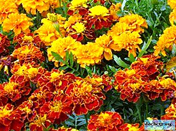 Medicinal properties and the use of marigolds in traditional medicine