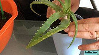 Aloe medicinal em uma panela apodrece, desaparece e desaparece? Por que isso está acontecendo e o que deve ser feito para que a flor não morra?